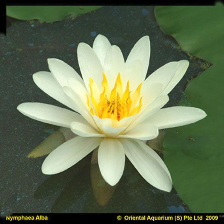 Vandens lelija (Lot Nymphaea) 'Virginalis' C3/P19