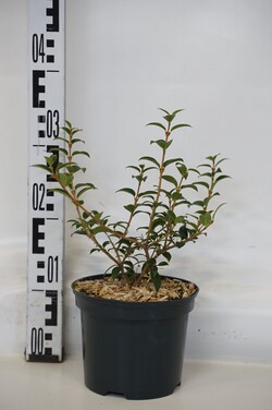 Puošnioji kvepenė (Lot Osmanthus burkwoodii)  C2/P17 25-30 CM - nuotrauka 1