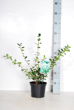 Puošnioji kvepenė (Lot Osmanthus burkwoodii)  C2/P17 25-30 CM - nuotrauka 2