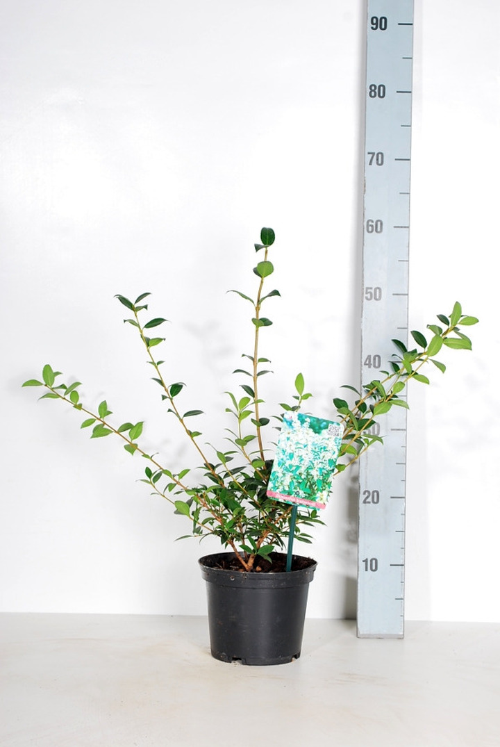 Puošnioji kvepenė (Lot Osmanthus burkwoodii)  C2/P17 25-30 CM