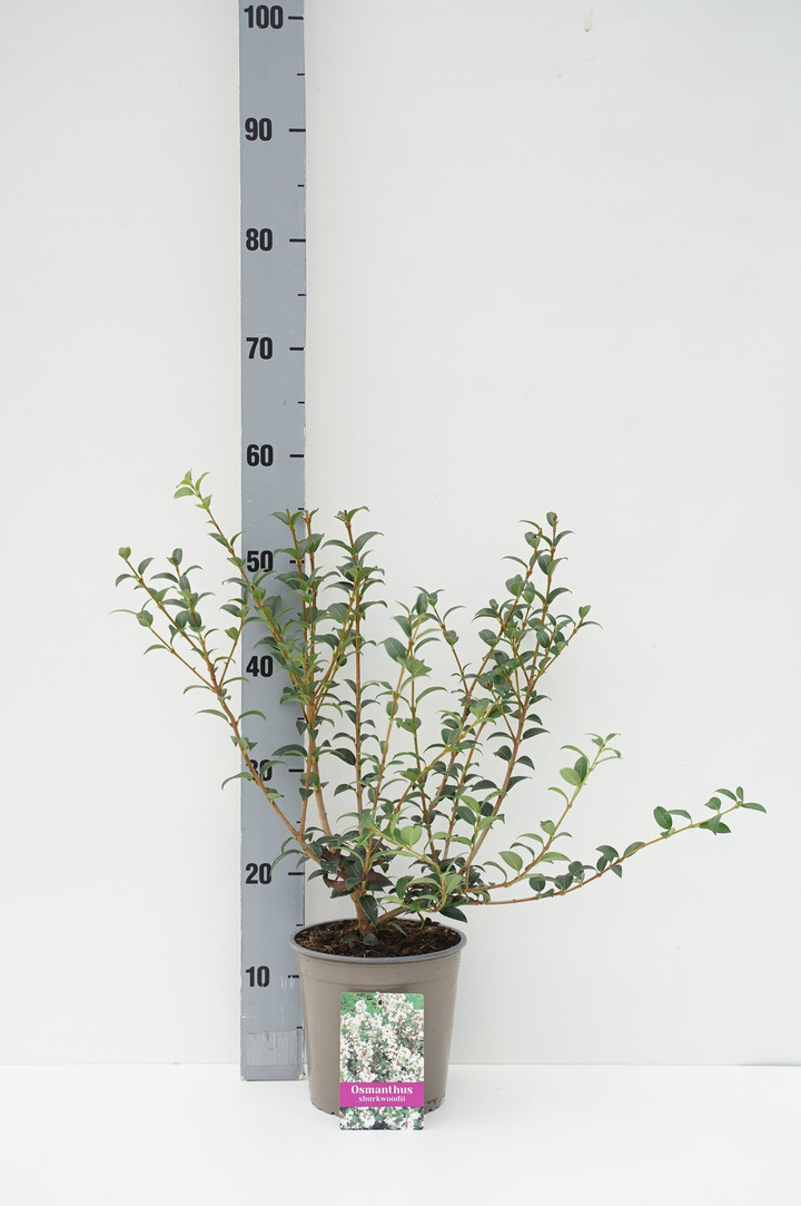 Puošnioji kvepenė (Lot Osmanthus burkwoodii)  C2/P17 30/+ CM