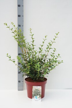 Puošnioji kvepenė (Lot Osmanthus burkwoodii)  C5/P23 40-60 CM