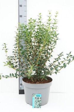 Puošnioji kvepenė (Lot Osmanthus burkwoodii)  C10 50-60 CM