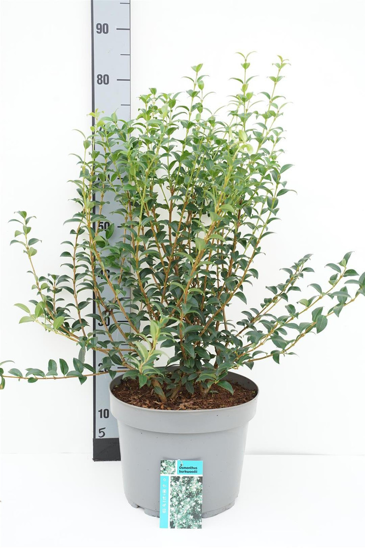Puošnioji kvepenė (Lot Osmanthus burkwoodii)  C10 50-60 CM