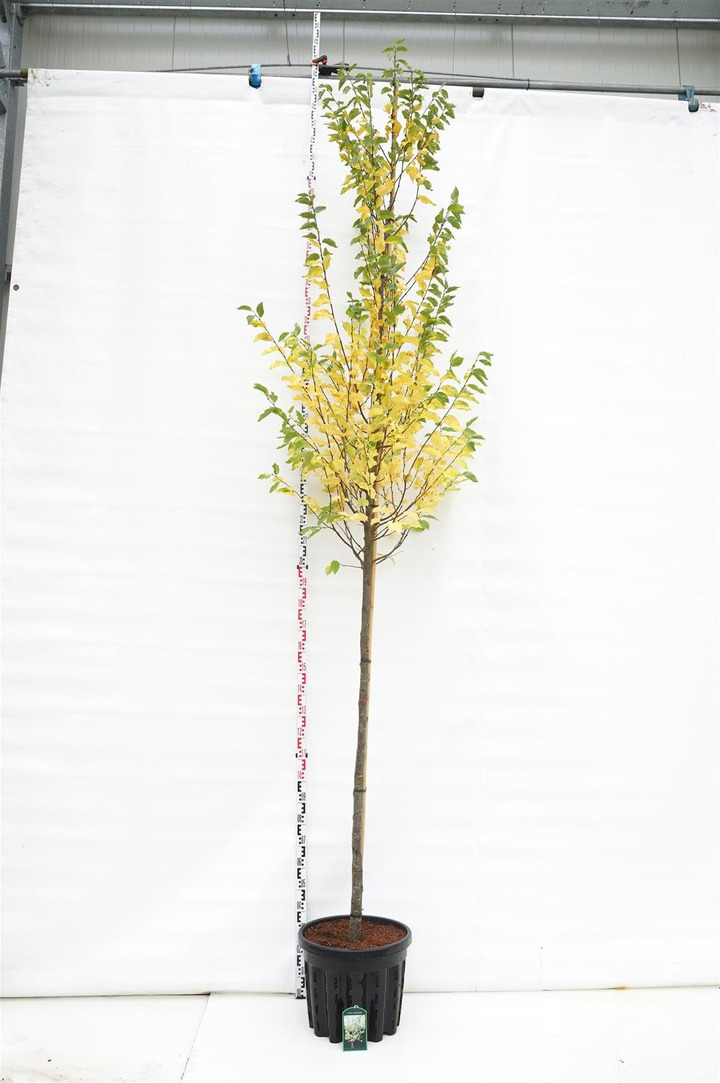 Ostrija skroblalapė (Lot Ostrya carpinifolia) C50 KOTO APIMTIS 10-12 CM | KITI MEDŽIAI | MEDŽIAI