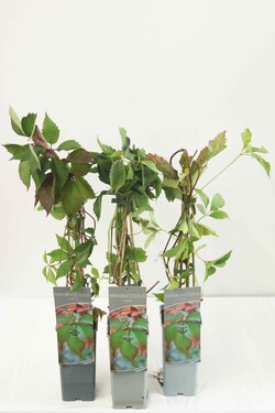 Vynvytis žvilgantysis (Lot Parthenocissus inserta) P17 40-60 CM 3 STICK | VYNVYTIS | VIJOKLINIAI