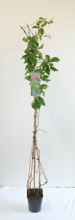 Vynvytis žvilgantysis (Lot Parthenocissus inserta) C5/P23 100-125 CM | VYNVYTIS | VIJOKLINIAI