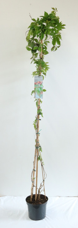Vynvytis žvilgantysis (Lot Parthenocissus inserta) C7,5/P26 150-200 CM | VYNVYTIS | VIJOKLINIAI
