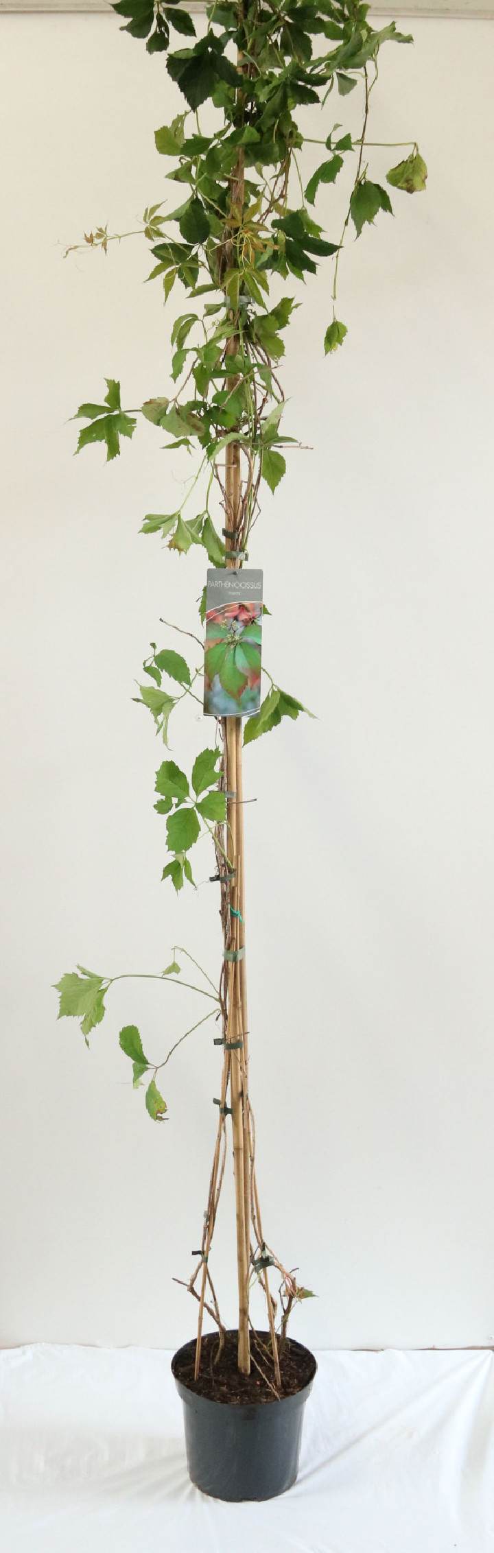 Vynvytis žvilgantysis (Lot Parthenocissus inserta) C7,5/P26 200-250 CM | VYNVYTIS | VIJOKLINIAI