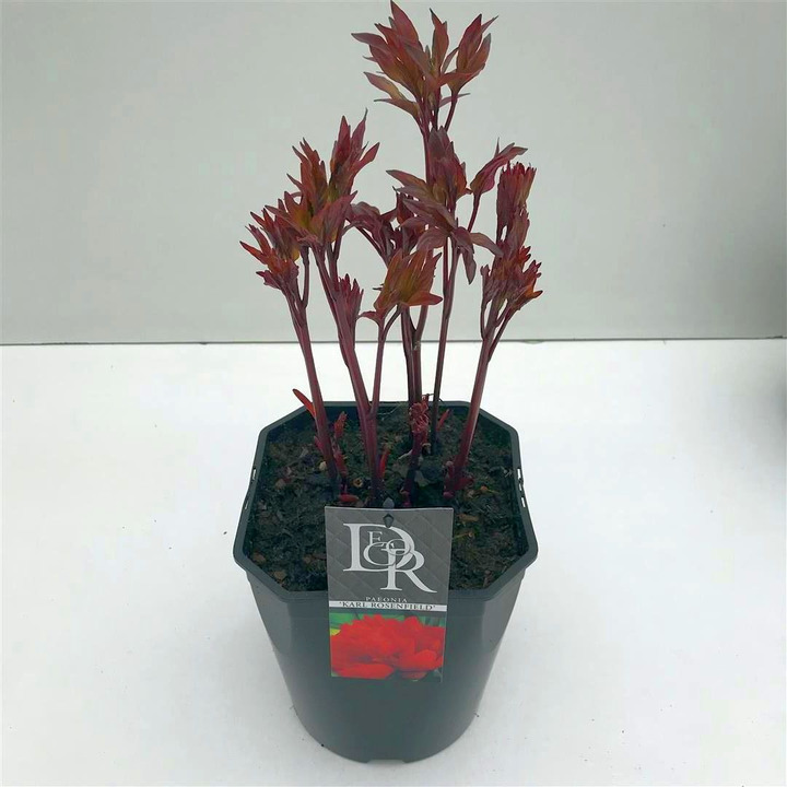 Bijūnai (Lot Paeonia) 'Karl Rosenfield' C5/P23