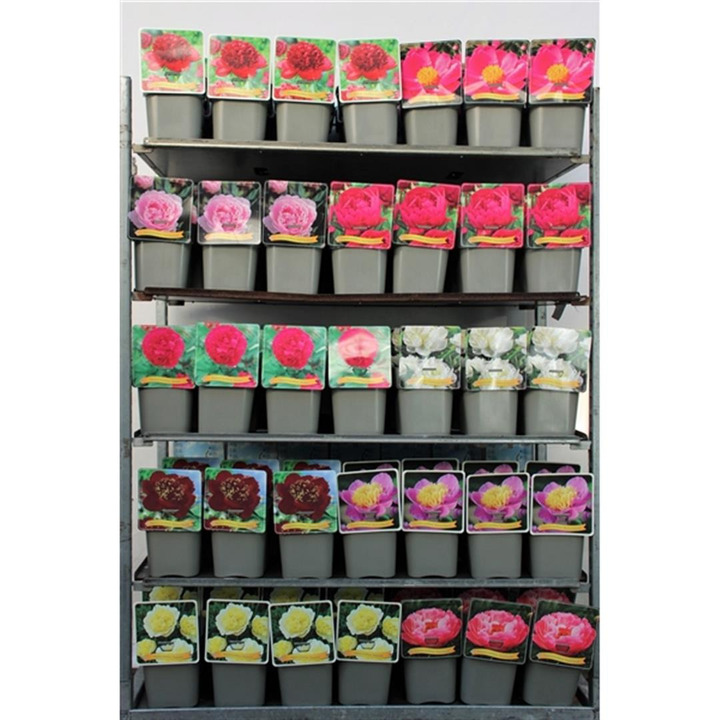 Bijūnas (Lot Paeonia lactiflora) C5/P23 | BIJŪNAI | DAUGIAMETĖS GĖLĖS