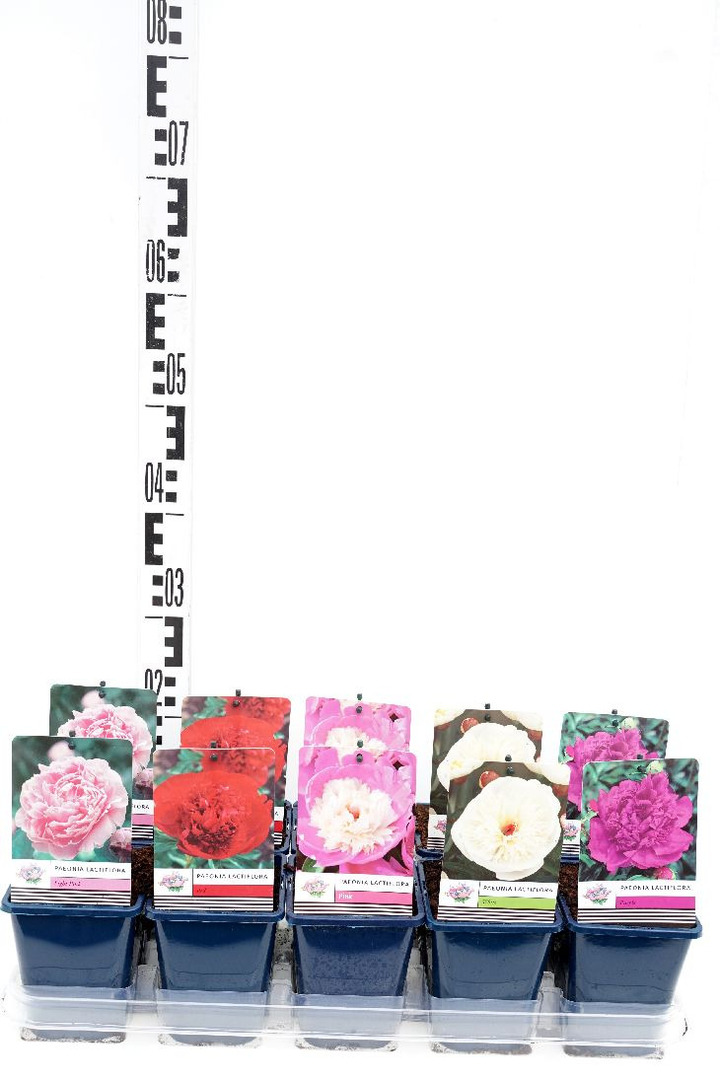 Puikusis bijūnas MIX (Lot Paeonia lact.)  P11