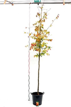 Parotija geležinė (Lot Parrotia persica) 'Bella' C35 KAMIENO APIMTIS 12-14 CM STANDARD