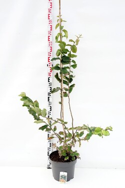 Parotija geležinė (Lot Parrotia persica) C10 100-125 CM | PAROTIJOS | MEDŽIAI