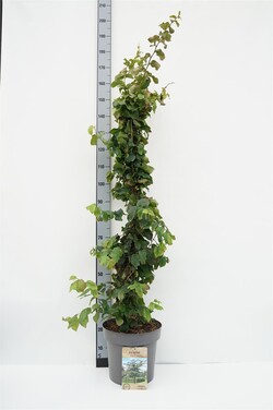 Parotija geležinė (Lot Parrotia persica) C12 100-125 CM | PAROTIJOS | MEDŽIAI