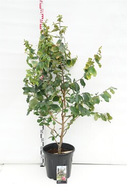 Parotija geležinė (Lot Parrotia persica)  C20 150-175 CM