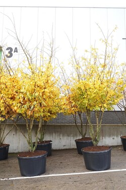 Parotija geležinė (Lot Parrotia persica) C290 350-400 CM DAUGEKAMIENIS - nuotrauka 2