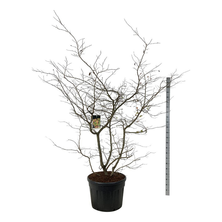 Parotija geležinė (Lot Parrotia persica) C90 200-225CM | PAROTIJOS | MEDŽIAI