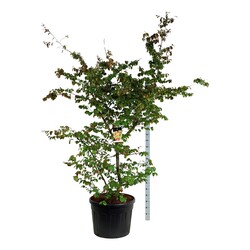 Parotija geležinė (Lot Parrotia persica)  C90 200-225CM EXTRA - nuotrauka 2