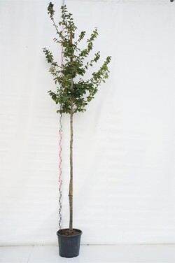 Parotija geležinė (Lot Parrotia persica)  C35 KAMIENO APIMTIS 12-14 CM STANDARD