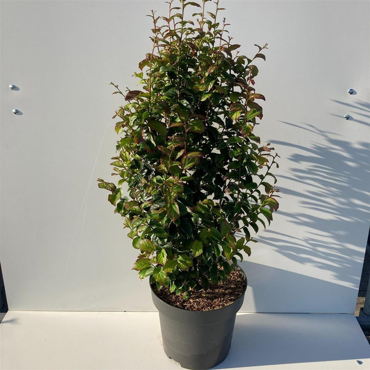 Parotija geležinė (Lot Parrotia persica) 'Persian Spire' C12 80-100 CM