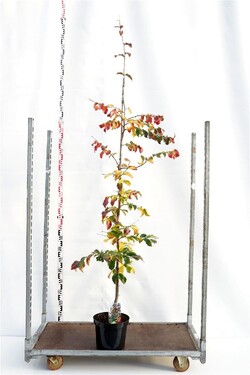 Parotija geležinė (Lot Parrotia persica) 'Vanessa' C10 200/+ CM | PAROTIJOS | MEDŽIAI