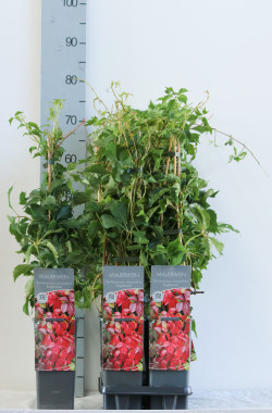 Vynvytis penkialapis (Lot Parthenocissus q. engelmannii) P17 40-60 CM 3 STICK | VYNVYTIS | VIJOKLINIAI
