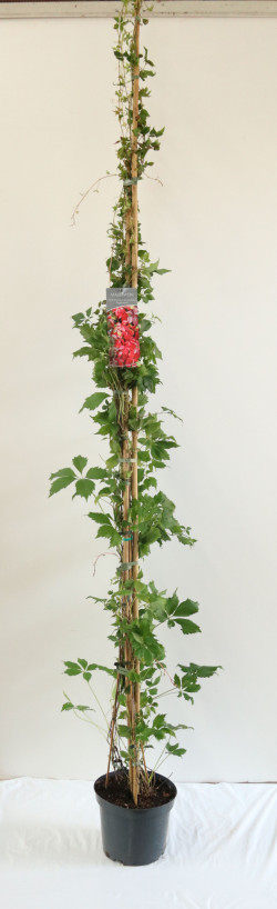 Vynvytis penkialapis (Lot Parthenocissus q. engelmannii) C7,5/P26 200-250 CM | VYNVYTIS | VIJOKLINIAI