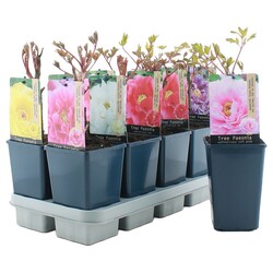 Bijūnai krūminiai MIX (Lot Paeonia suffr.)  C1,5/P15