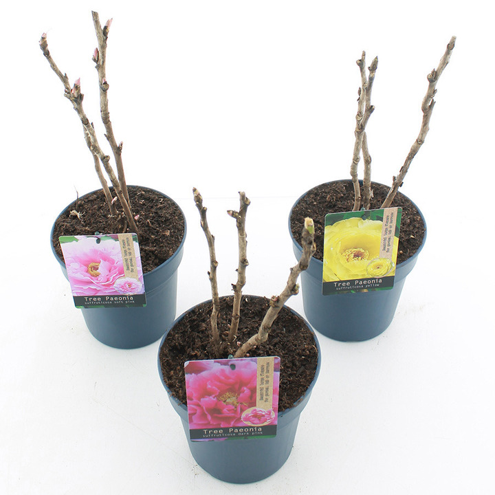 Bijūnai krūminiai MIX (Lot Paeonia suffr.)  C3/P19