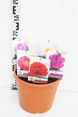 Bijūnai krūminiai MIX (Lot Paeonia suffr.)  C12 40-50 CM