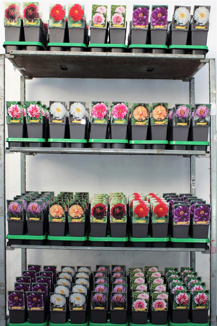 Bijūnai krūminiai MIX (Lot Paeonia suffruticosa)  C2/P17
