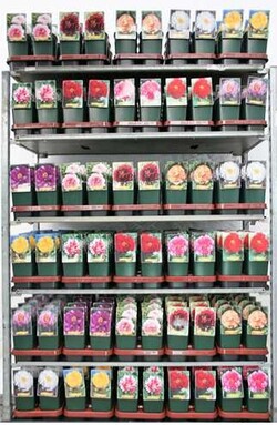 Bijūnai krūminiai MIX (Lot Paeonia suffruticosa)  C2/P17 - nuotrauka 2
