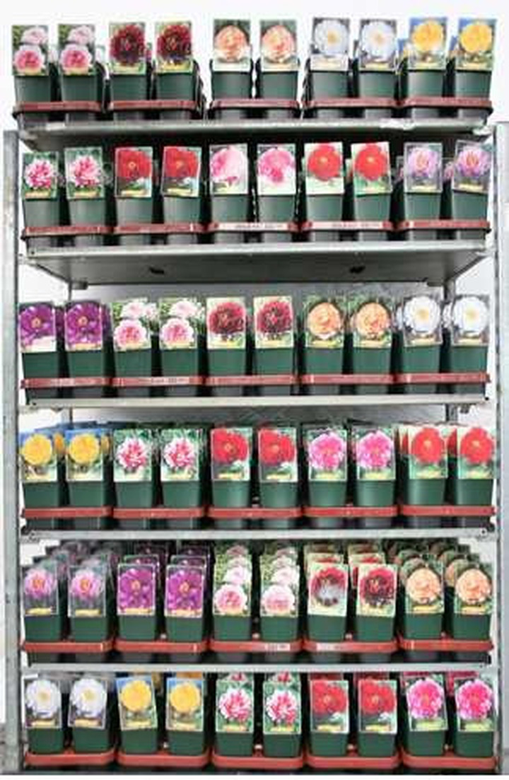 Bijūnai krūminiai MIX (Lot Paeonia suffruticosa)  C2/P17