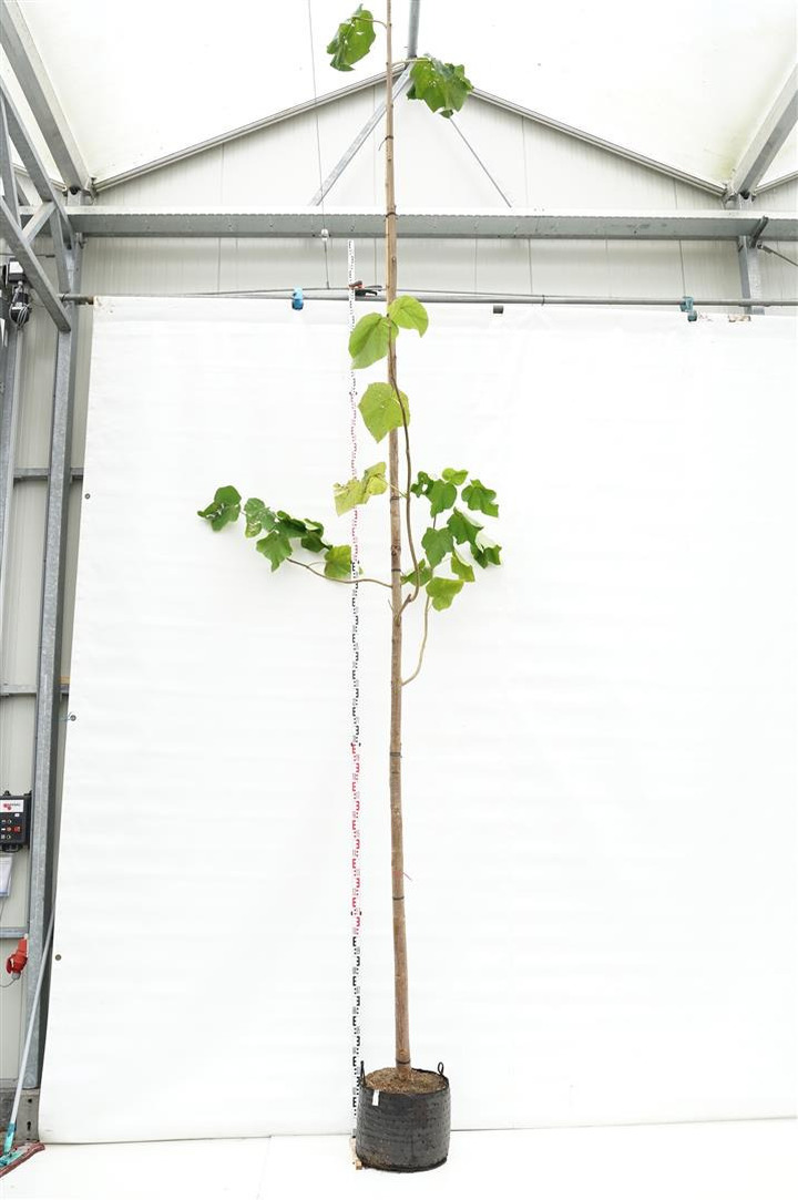 Kininė paulovnija (Lot Paulownia tomentosa) C50 KAMIENO APIMTIS 18-120 CM STANDARD | KITI MEDŽIAI | MEDŽIAI