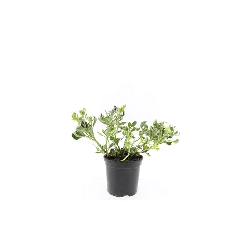Viršūnžiedė mietveinė (Lot Pachysandra term.) 'Variegata' C1,5/P15