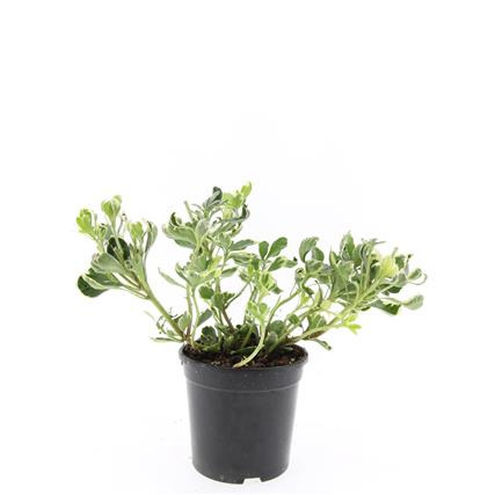 Viršūnžiedė mietveinė (Lot Pachysandra term.) 'Variegata' C1,5/P15