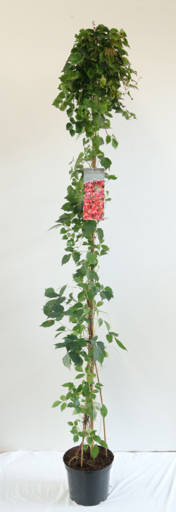 Vynvytis triskiautis (Lot Parthenocissus tr.) 'Veitchii' C7,5/P26 150-200 CM | VYNVYTIS | VIJOKLINIAI