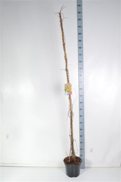 Vynvytis triskiautis (Lot Parthenocissus tr.) 'Veitchii' C7,5/P26 175-200 CM