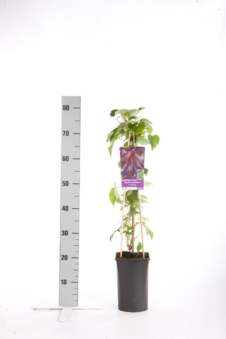 Vynvytis triskiautis (Lot Parthenocissus tr.) 'Veitchii' C2,5 70 CM 4 ST(SP) | VYNVYTIS | VIJOKLINIAI