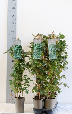 Vynvytis triskiautis (Lot Parthenocissus tr.) 'Veitch.