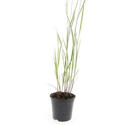 Rykštėtoji sora (Lot Panicum virgatum) 'Heavy Metal' C1,5/P15