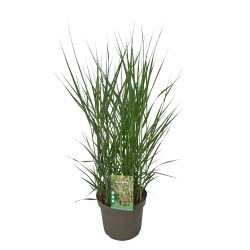 Rykštėtoji sora (Lot Panicum virgatum) 'Heavy Metal' C5/P23 30-40 CM