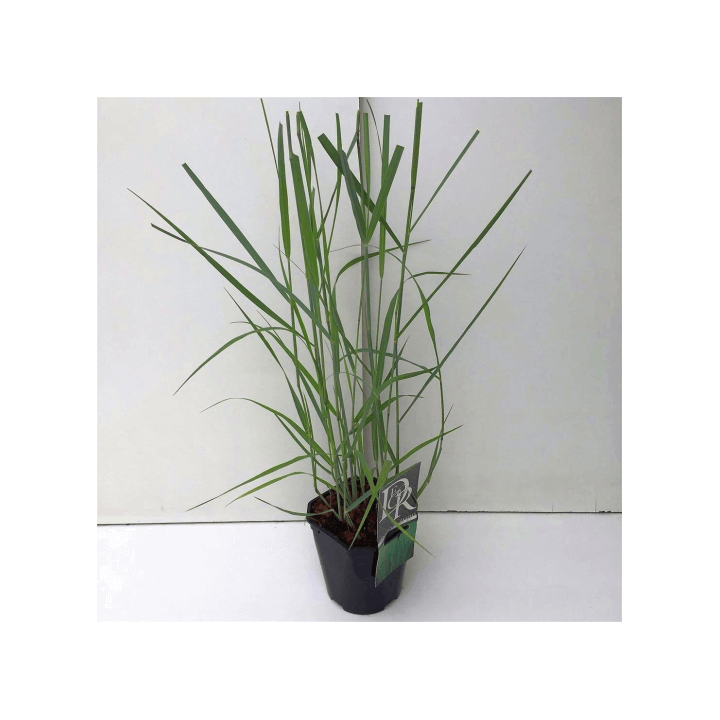 Rykštėtoji sora (Lot Panicum virgatum) 'Prairie Sky' C2/P17 | SOROS | SMILGOS - VARPINIAI AUGALAI