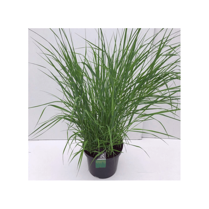 Rykštėtoji sora (Lot Panicum virgatum) 'Prairie Sky' C10 | SOROS | SMILGOS - VARPINIAI AUGALAI