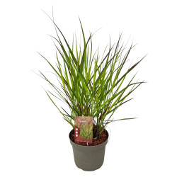 Rykštėtoji sora (Lot Panicum virgatum) 'Squaw' C5/P23 30-40 CM