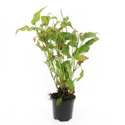 Rūgtis demėtoji (Lot Persicaria amplexicaulis)  C1,5/P15