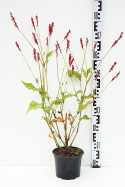 Rūgtis (Lot Persicaria a.) 'Speciosa' C2/P17 | RŪGTIS | DAUGIAMETĖS GĖLĖS