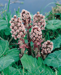 Plačialapis šaukštis (Lot Petasites hybridus) P9 | KITI | DAUGIAMETĖS GĖLĖS