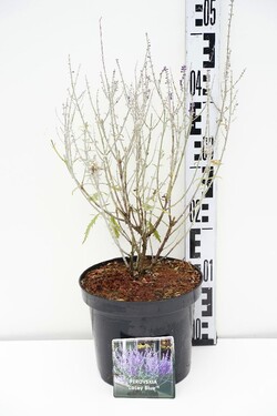 Mėlesai (Lot Perovskia) 'Lacey Blue' C3/P19 30-40 CM